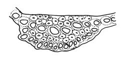 Dicranoloma robustum “cylindropyxis” growth form, costa cross-section, mid leaf. Drawn from isolectotype, R. Helms 62, CHR 536478.
 Image: R.C. Wagstaff © Landcare Research 2018 